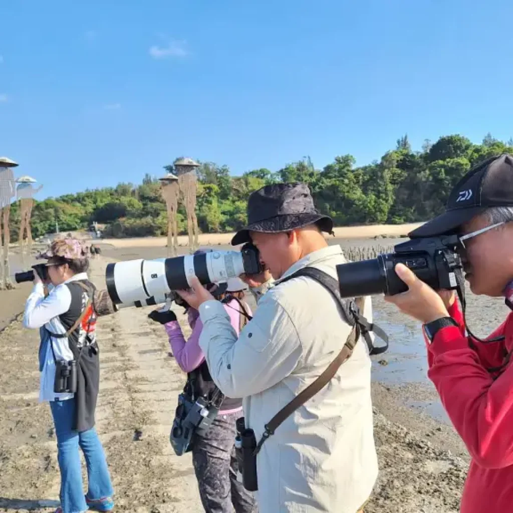 金門賞鳥之旅——戴勝鳥